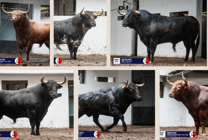 Los toros de Garcigrande, listos para el quinto festejo de las Corridas Generales de Bilbao