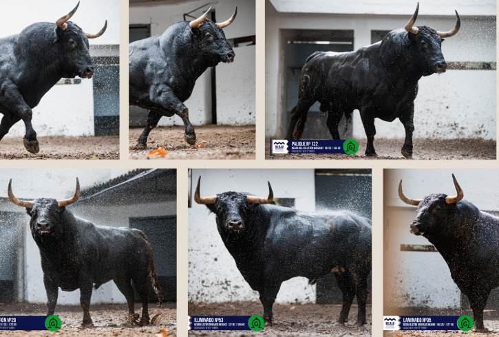 'Laminado' de Fuente Ymbro cierra la semana grande en Bilbao
