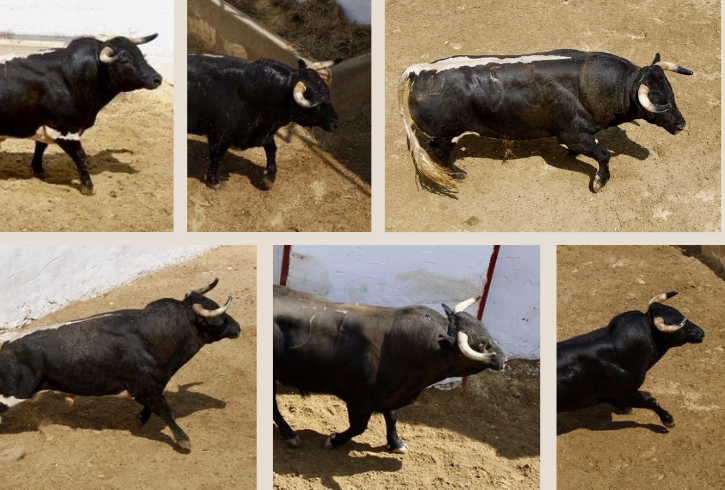 'Untado' de José Benítez Cubero abre la feria de San Julián en Cuenca