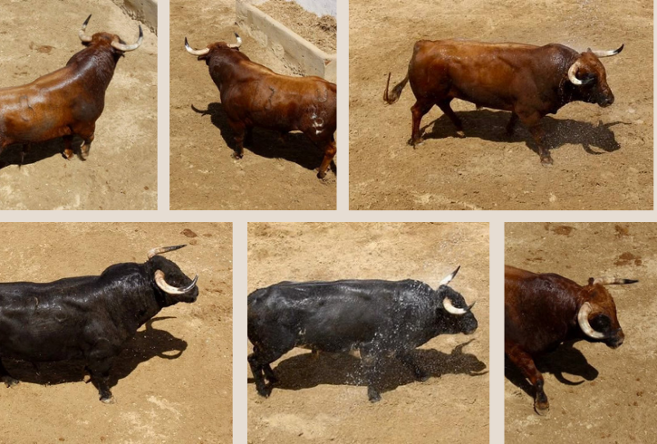 'Rabioso' de Baltasar Iban abre la primera corrida de toros en Cuenca