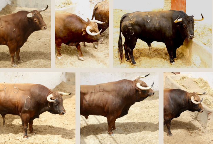 'Cribatillo' abre la de Román Sorando esta tarde en Cuenca