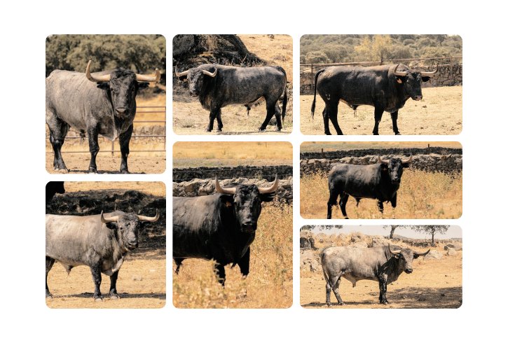 Recta final para la llegada de los "Adolfos" a Daimiel