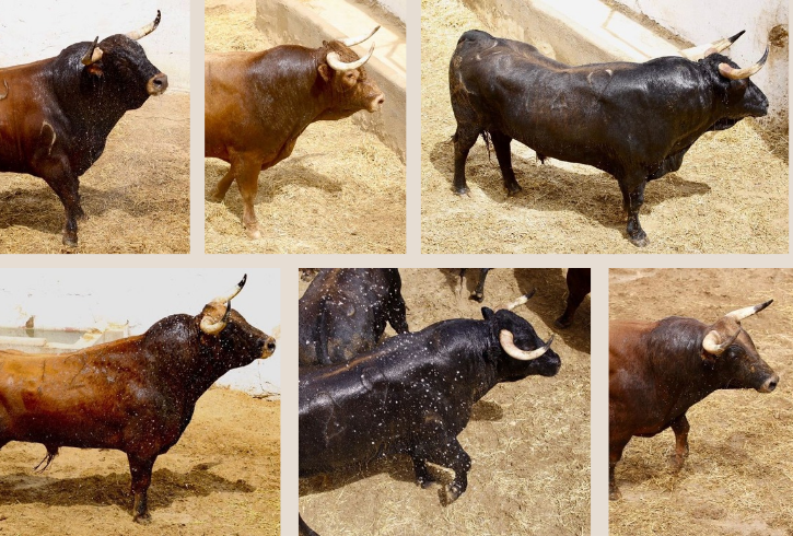 'Jabalero' de El Pilar abre la corrida de toros esta tarde en Cuenca
