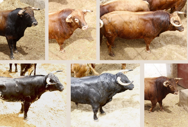 'Elegido' de Luis Algarra cierra la feria de Cuenca