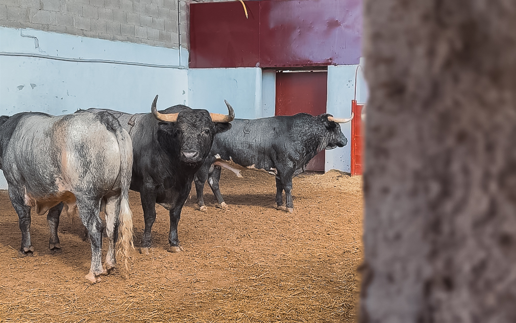 Seis toros de La Quinta para el arranque de San Antolín en Palencia