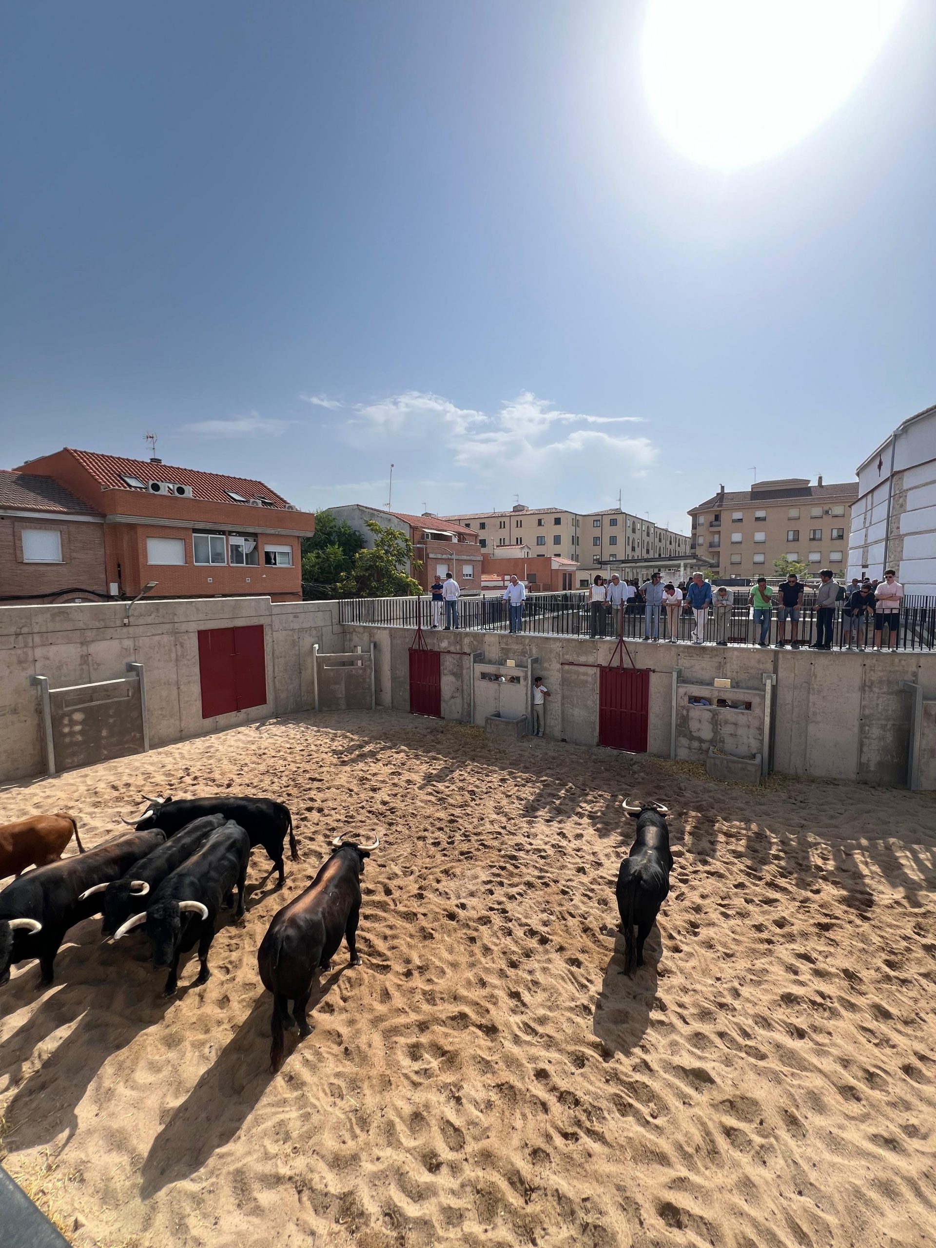 Seis toros de Victoriano del Río para el cartelazo estrella de la Feria de la Virgen del Prado
