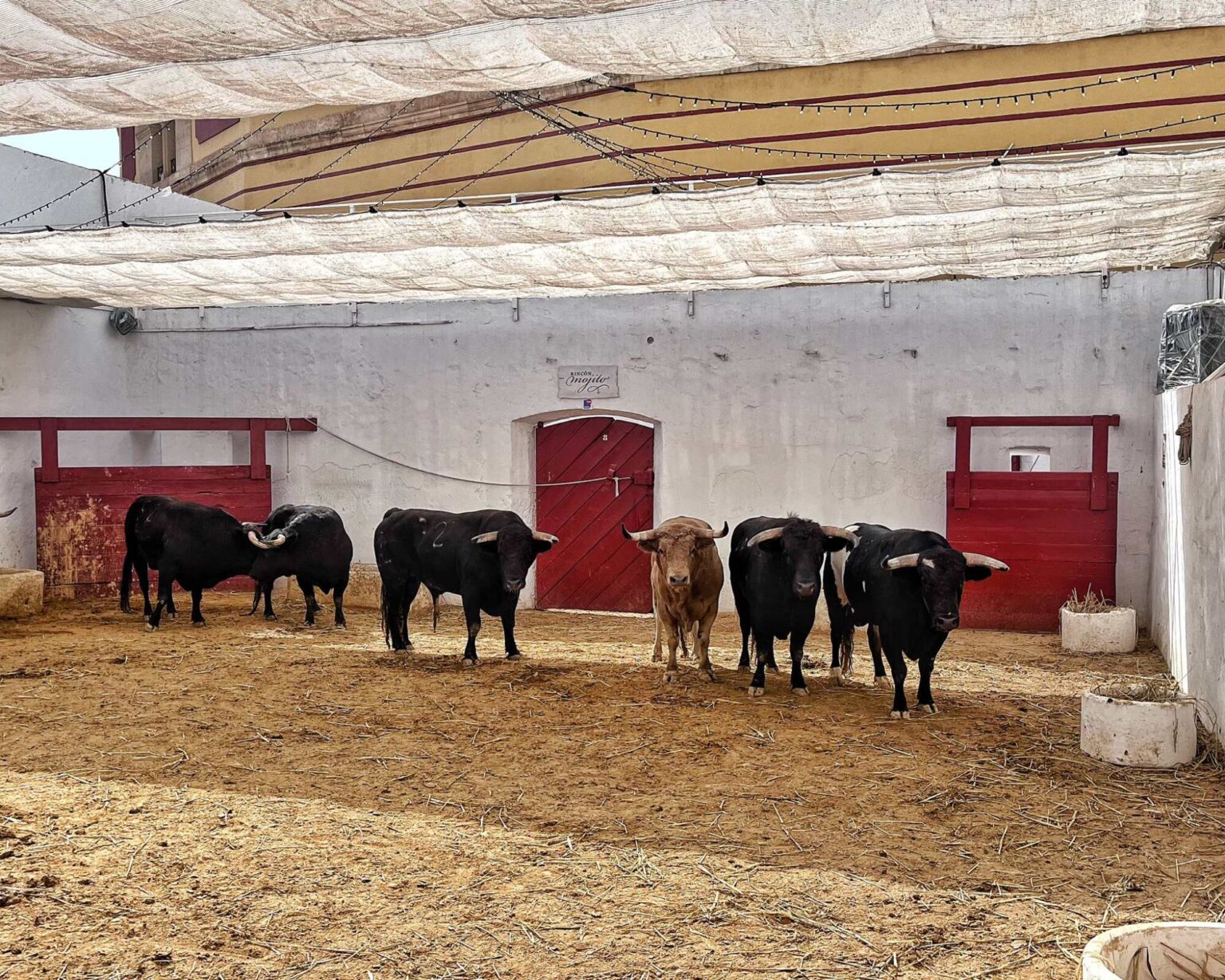 Cuatro de López Gibaja y dos de Macandro para abrir Almería