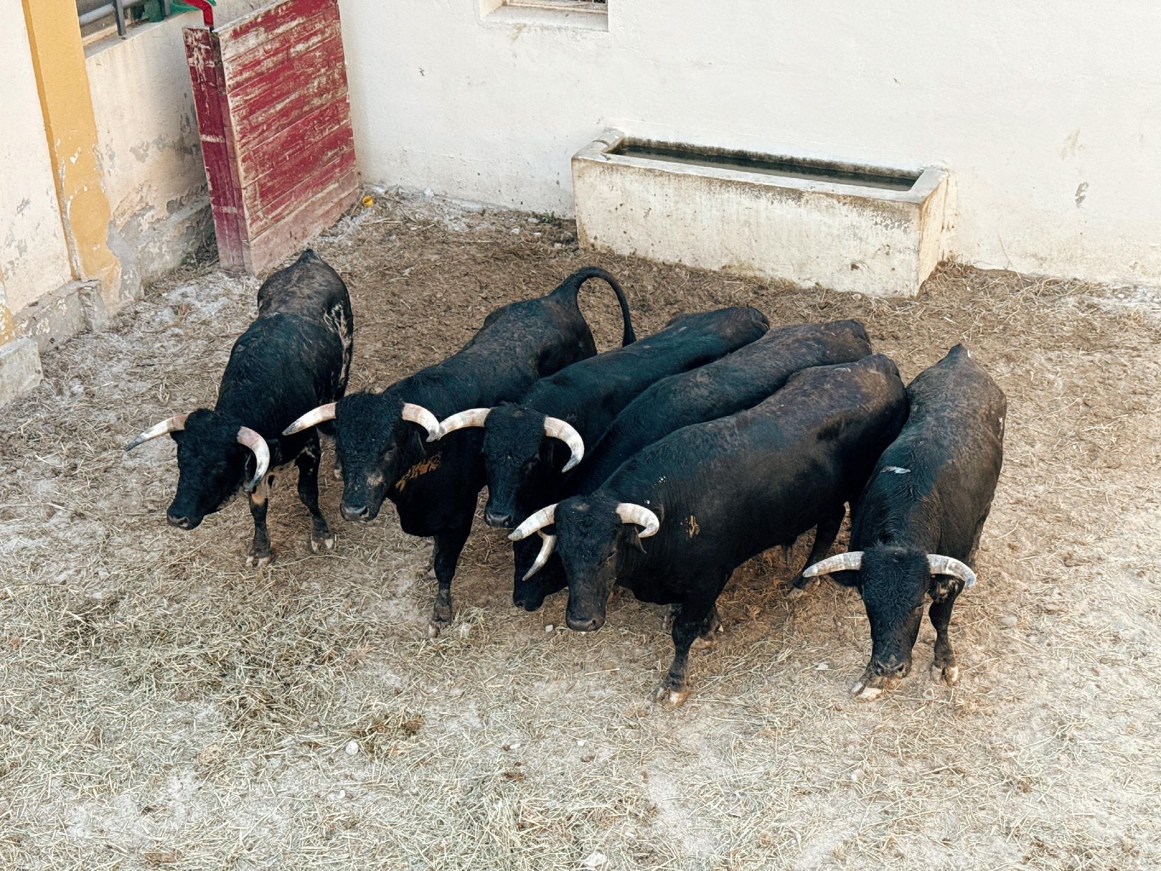 Seis de Cayetano Muñoz para la novillada sin caballos que abre la Albahaca en Huesca