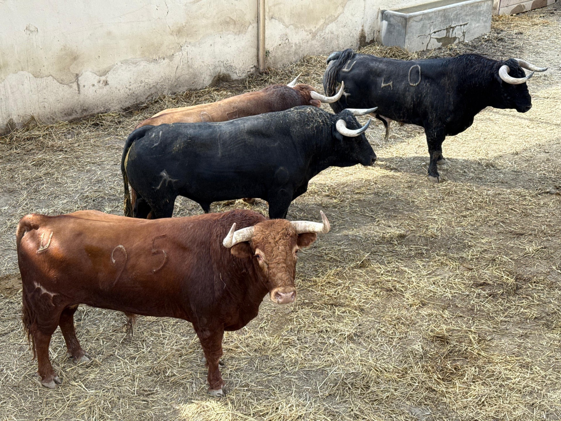 Joselito Adame se despide de los ruedos en Huesca con "Busca Oro" de El Pilar