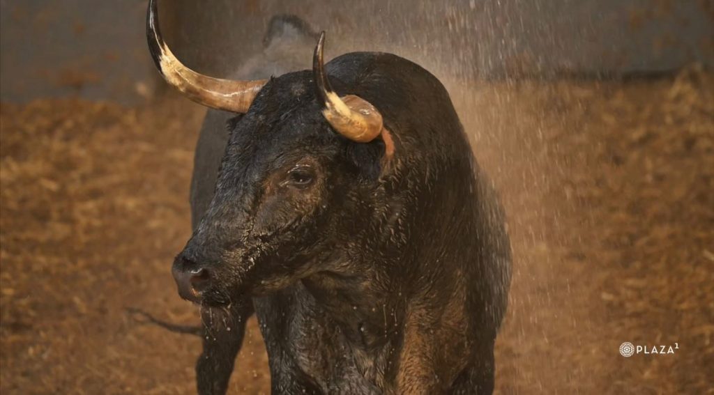 Los toros de la Corrida Concurso de Ganaderías de este domingo ya están en Las Ventas