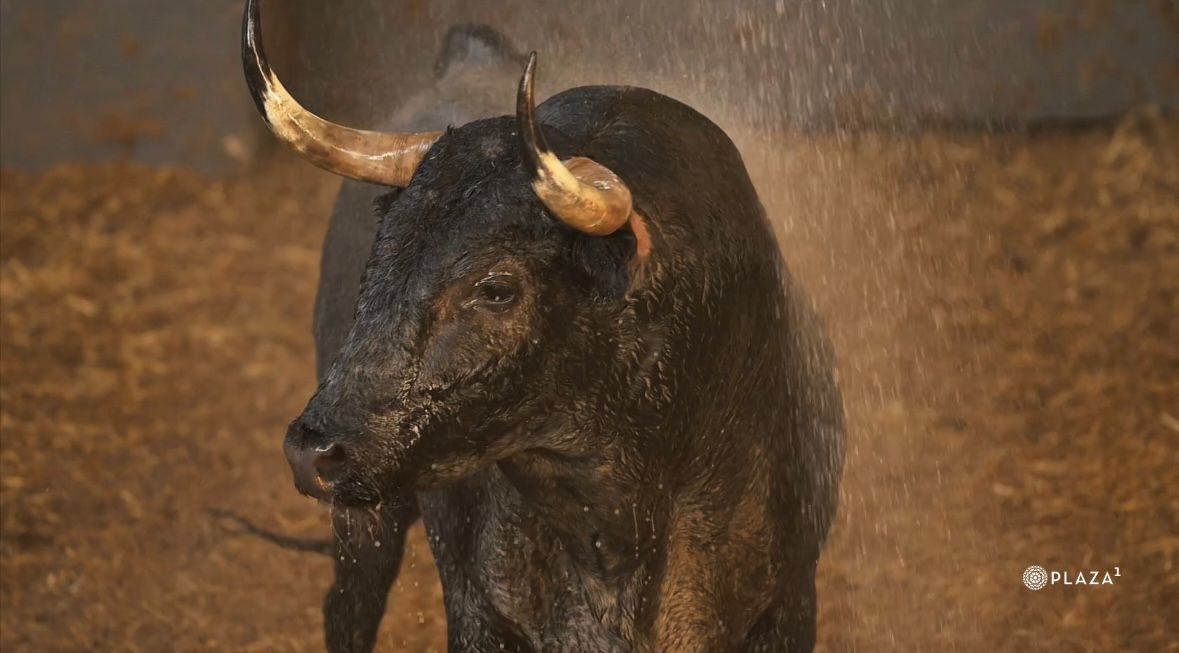 Los toros de la Corrida Concurso de Ganaderías de este domingo ya están en Las Ventas
