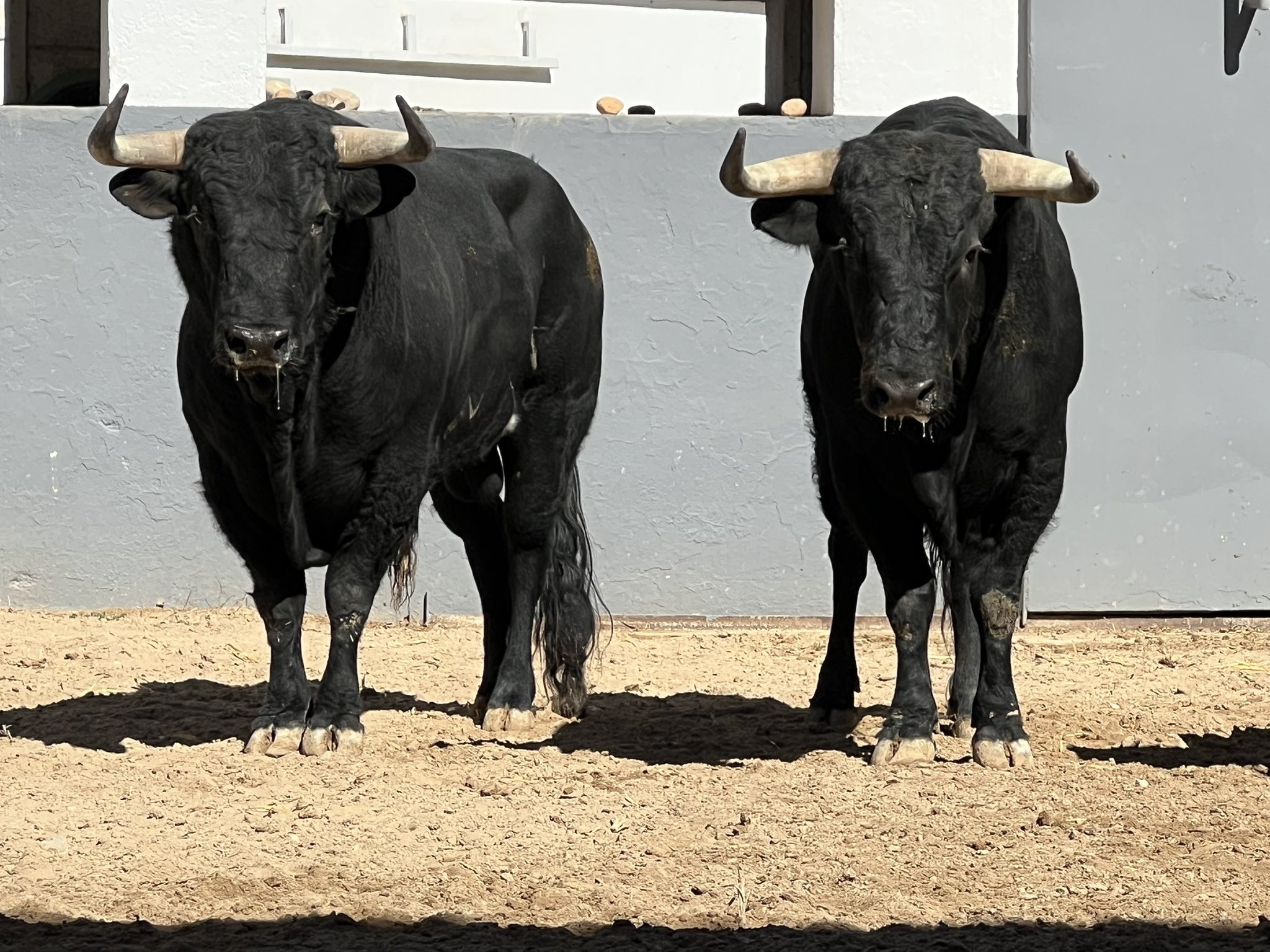'Tamarindo' de Antonio López Gibaja abre la segunda novillada de Albacete