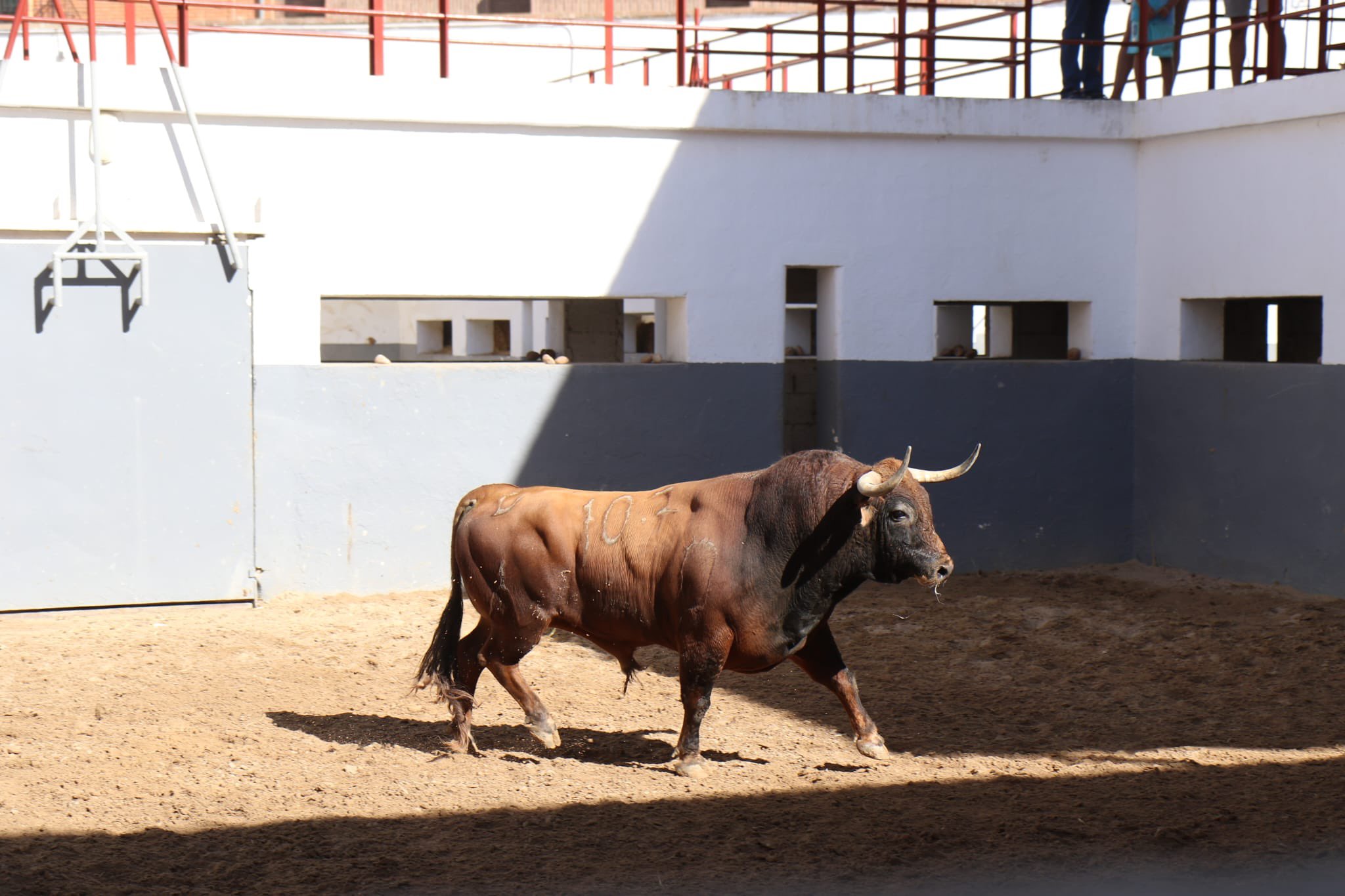 "Bullidor" de Daniel Ruíz será el toro del doctorado de Manuel Caballero en Albacete