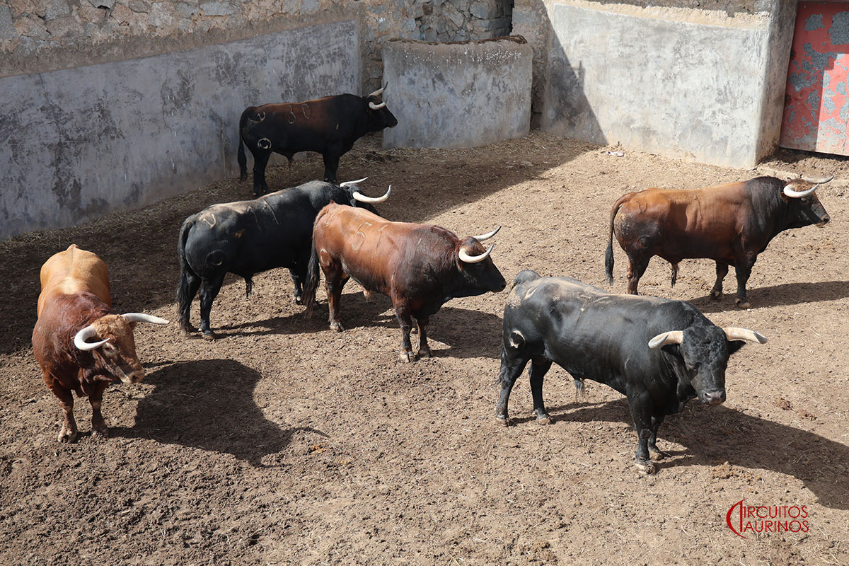 Seis toros de Conde de Mayalde para la cuarta de Los Remedios en Colmenar