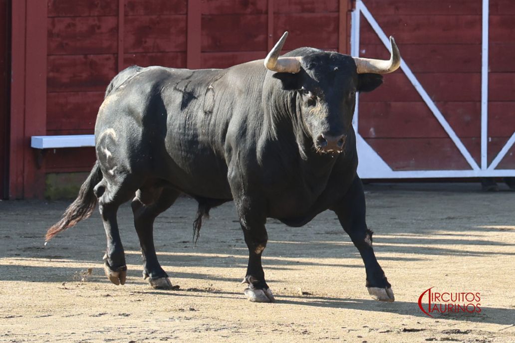 Seis toros de Guadaira para el cartel de banderilleros de Navaluenga
