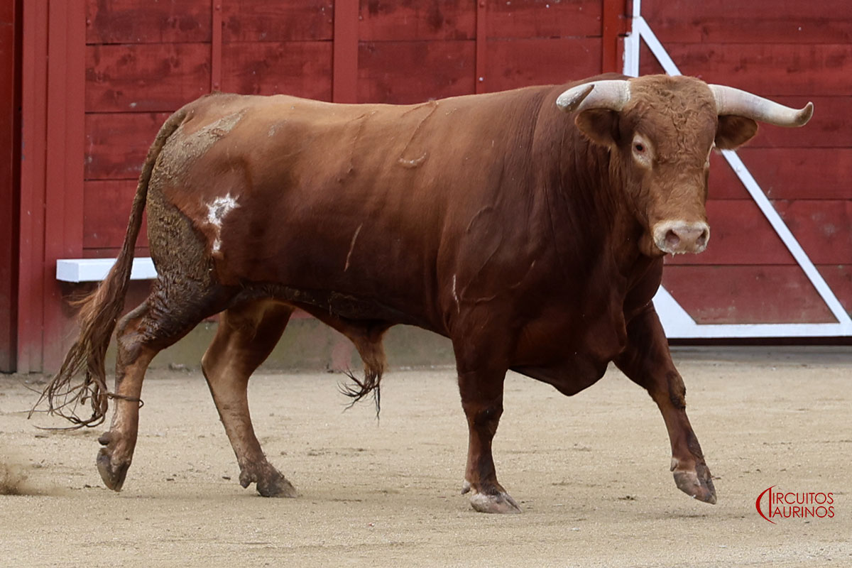 Listos los toros para el segundo festejo de Navaluenga