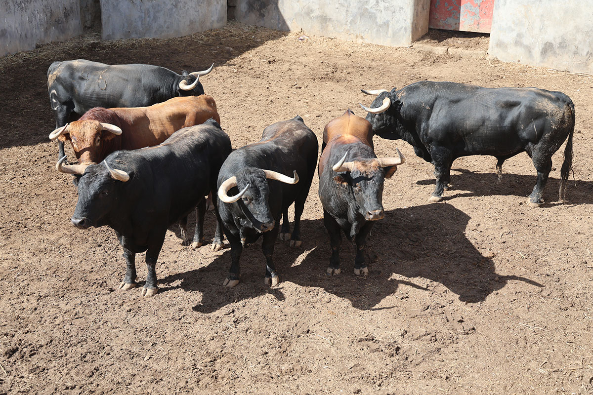 Listos los toros de Guiomar Cortés de Moura y Guadaira para la tercera de Colmenar