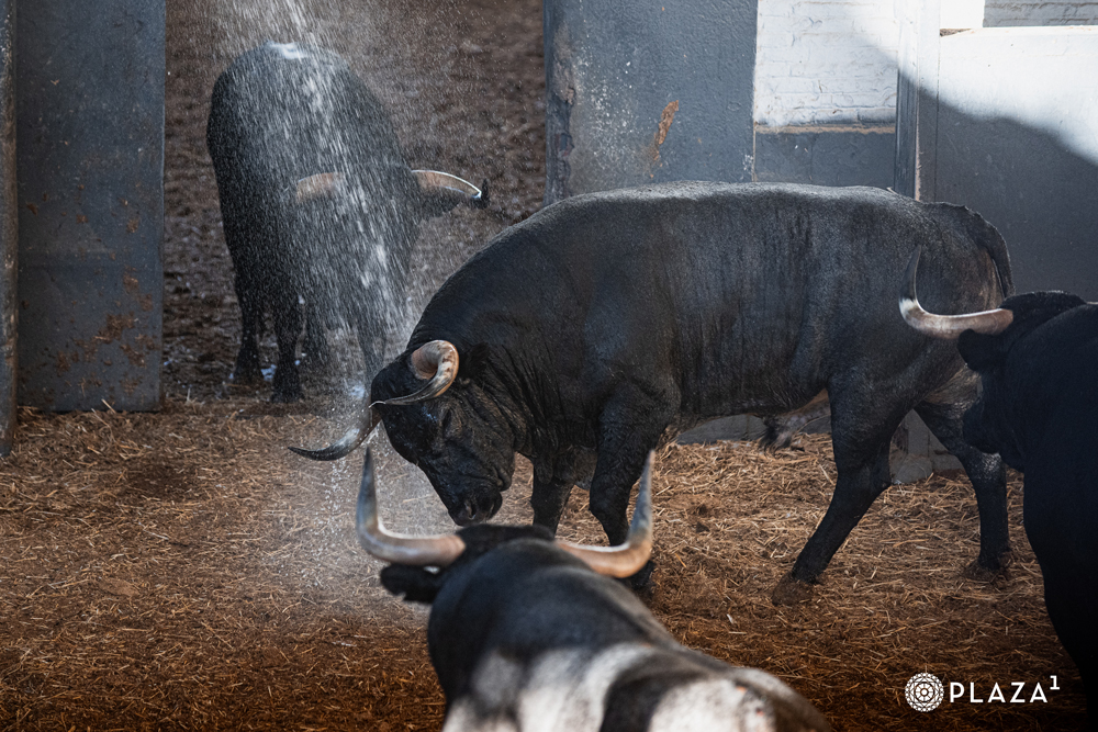 Los ganaderos de Rehuelga y José Escolar protagonizarán un coloquio en Las Ventas tras el apartado del domingo