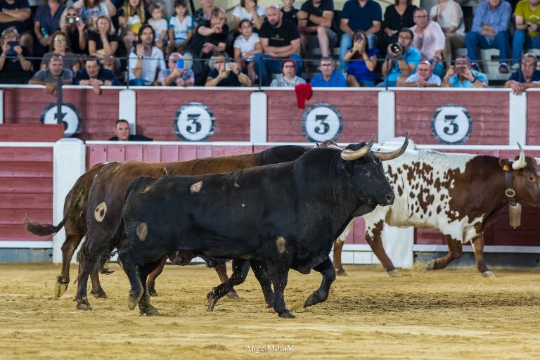 La emoción de la desencajonada regresa este sábado a Albacete