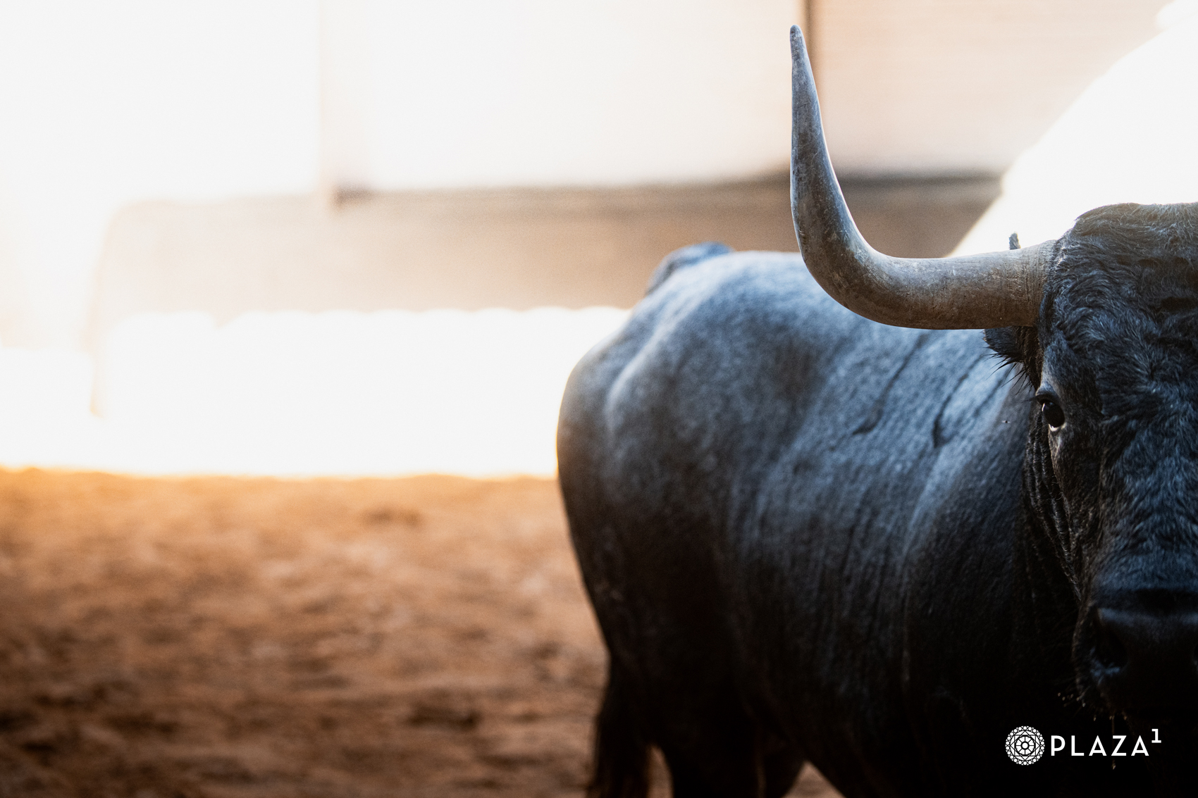 Los imponentes toros de José Escolar y Rehuelga para el desafío del domingo ya están en Las Ventas