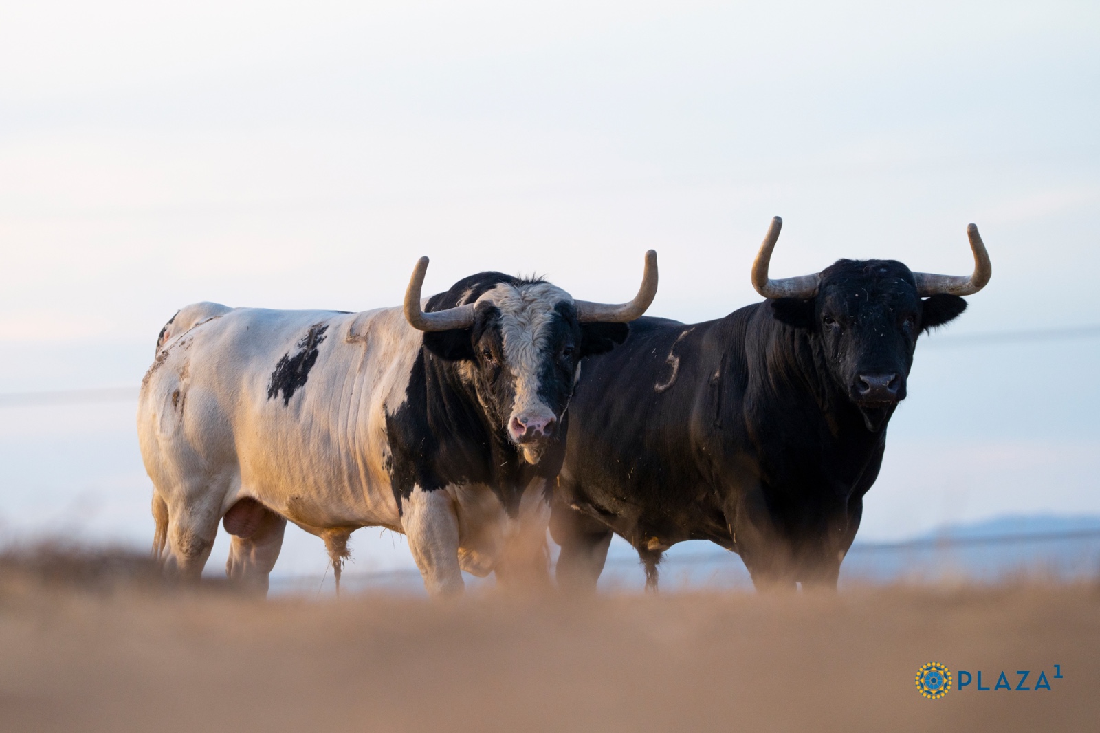 Los “patas blancas” de Monteviejo regresan a Las Ventas 20 años después