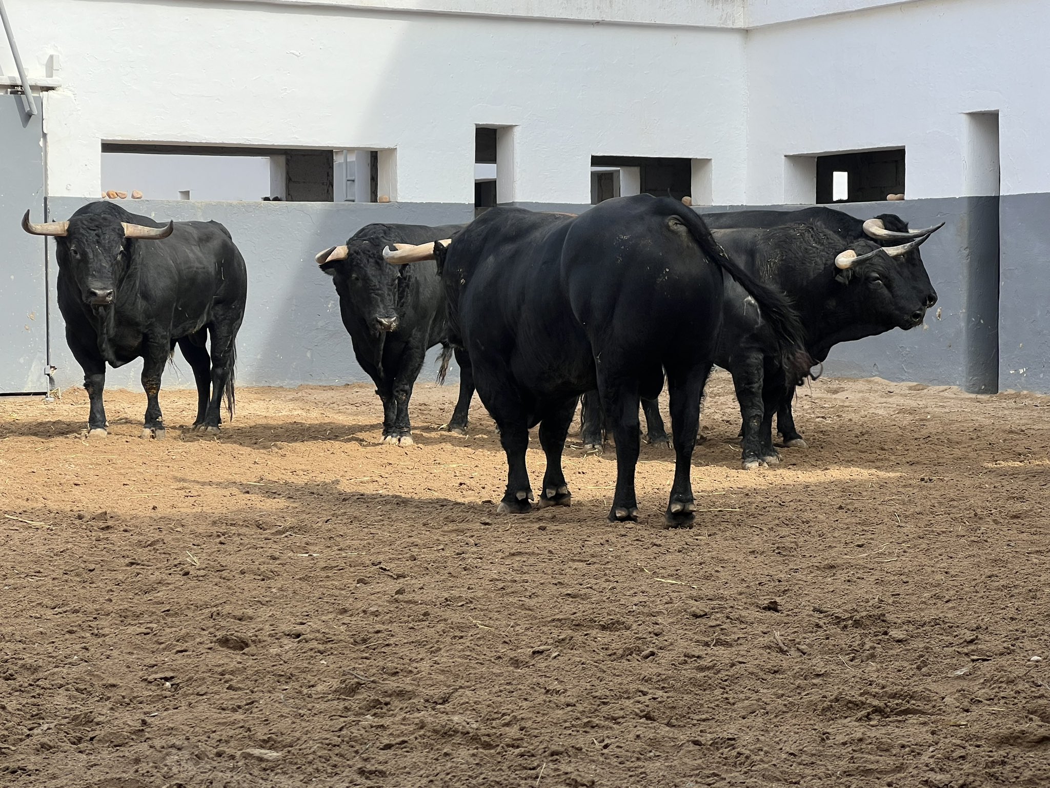 'Limonero' de Montealto el novillo del debut de Nicolás Cortijo en Albacete