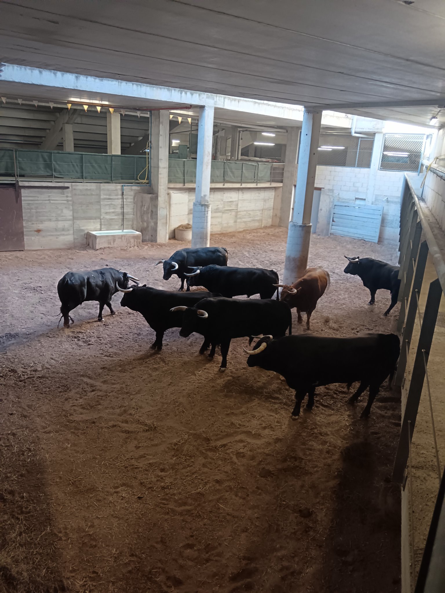 Sorteados y enchiquerados los novillos de El Retamar para la apertura del Zapato de Oro en Arnedo