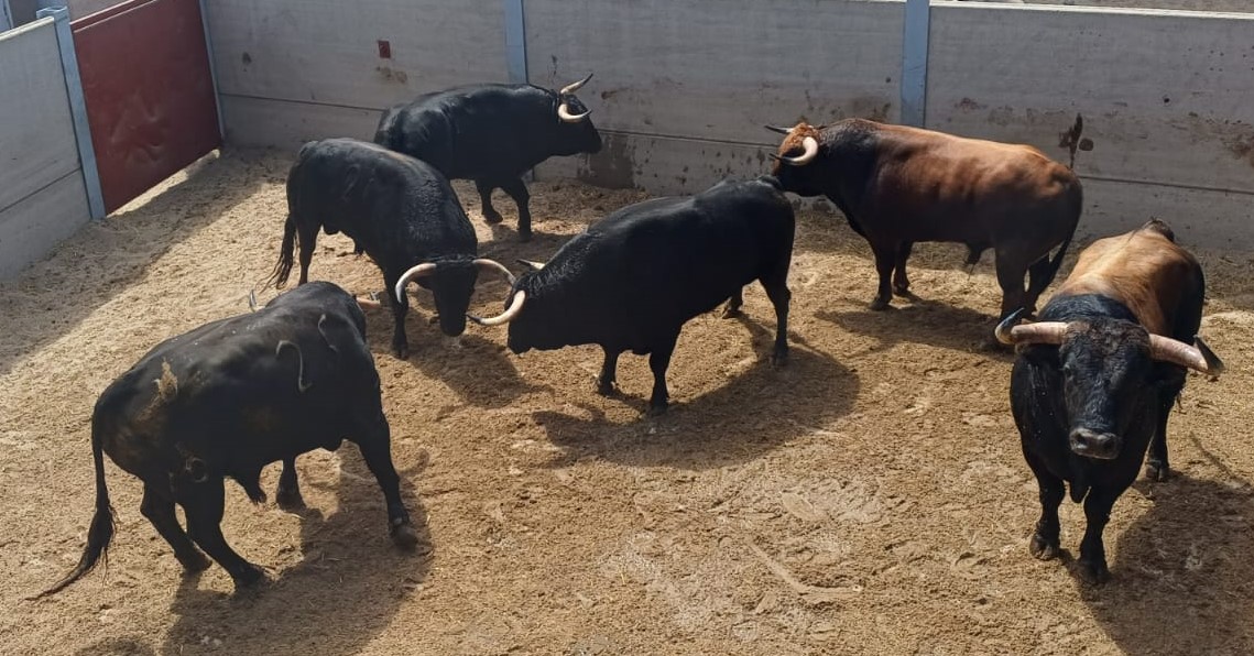 De 'Volado' a 'Libiano' los seis Montealtos para la encerrona de El Mene en Villaseca