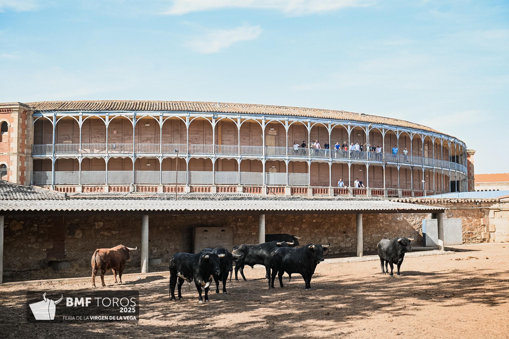 Sorteados los toros de Hnos. García Jiménez y Olga Jiménez para esta tarde en Salamanca