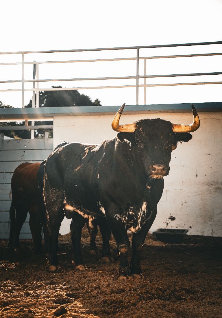 'Recatadillo' de Victoriano del Río abre la feria de Nîmes