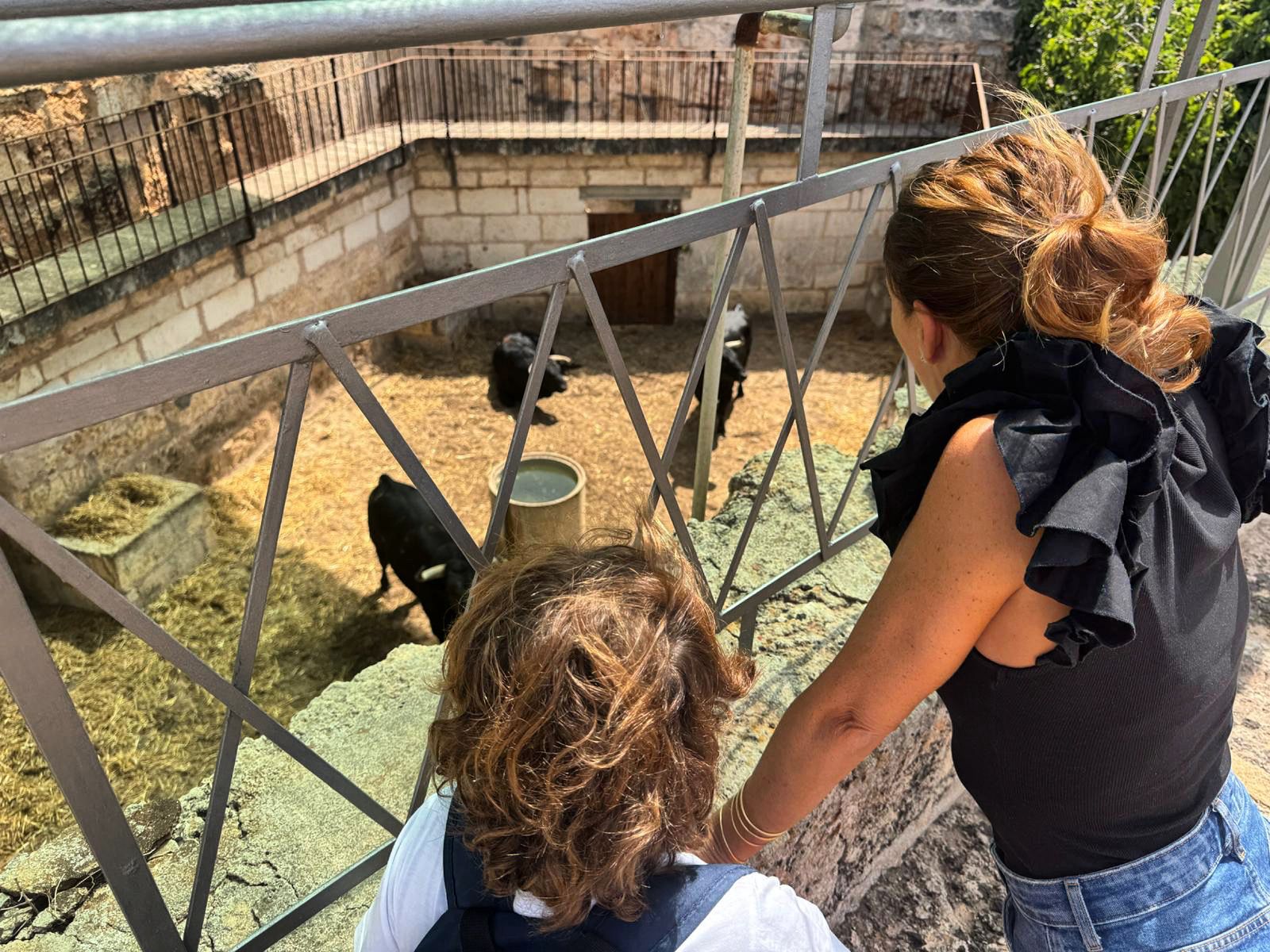 Los toros para la gran cita del 14 de septiembre en Muro ya descansan en los corrales de la plaza