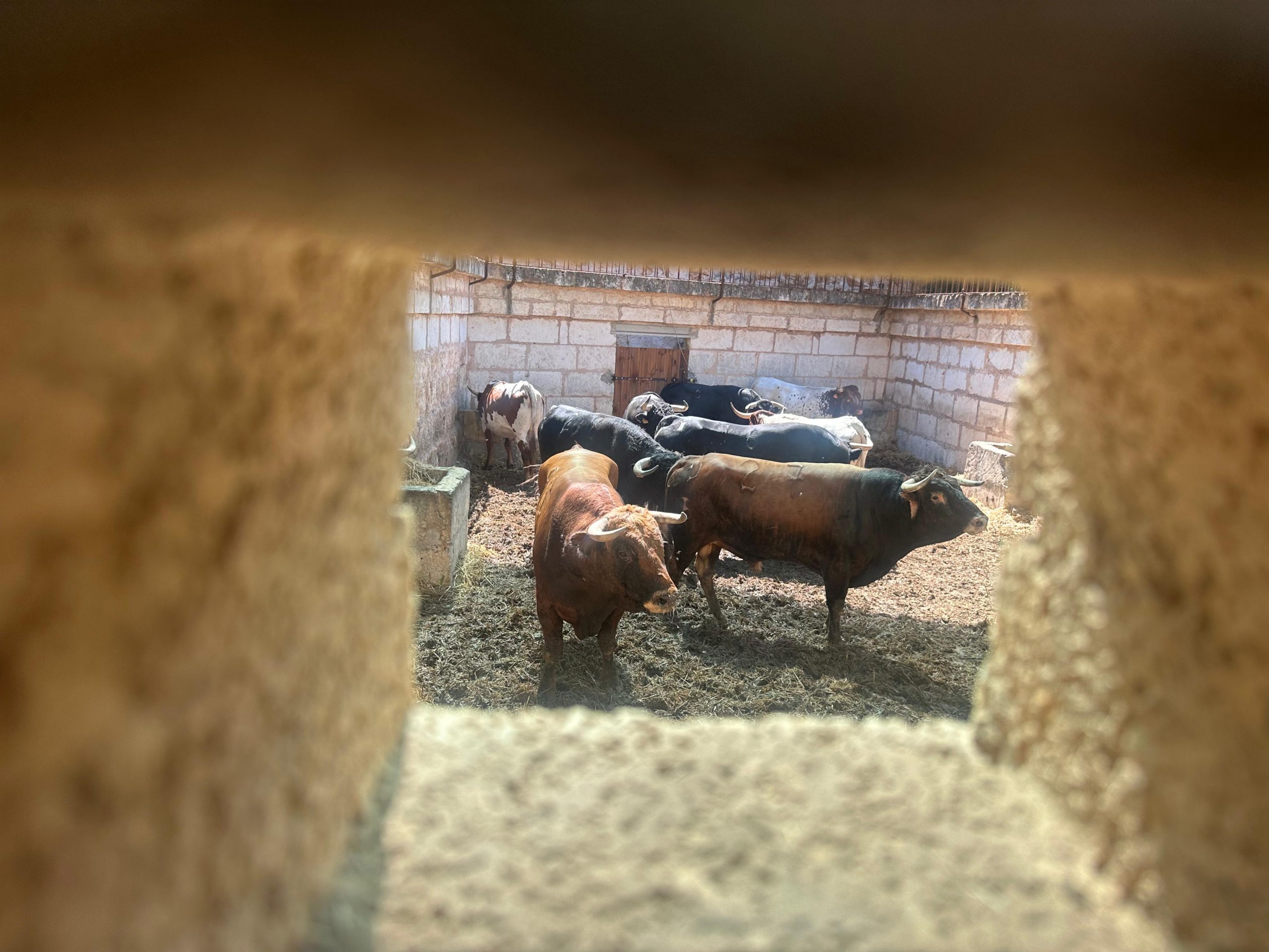 Sorteados los seis toros de diferentes hierros para esta tarde en Muro