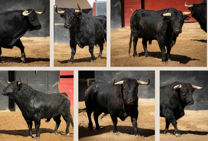 De 'Caza-Genios' a 'Siciliano' los seis Garcigrandes para esta tarde en Sevilla