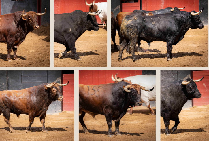 'Lanudo' de Núñez del Cuvillo el toro de la alternativa de Zulueta en Sevilla