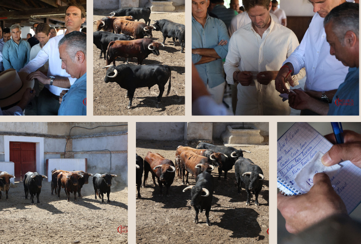 Listos los toros de Juan Manuel Criado para la Goyesca del Motín en Aranjuez
