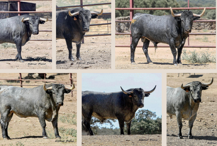 Los imponentes toros de Adolfo Martín para la corrida del sábado en Ubrique