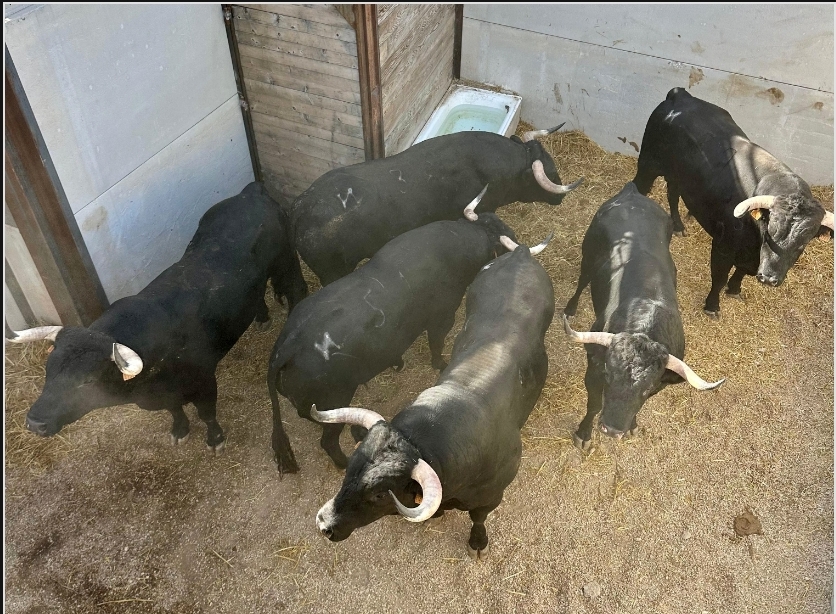 'Jaquetón' de Juan Luis Fraile abre la novillada de Calasparra