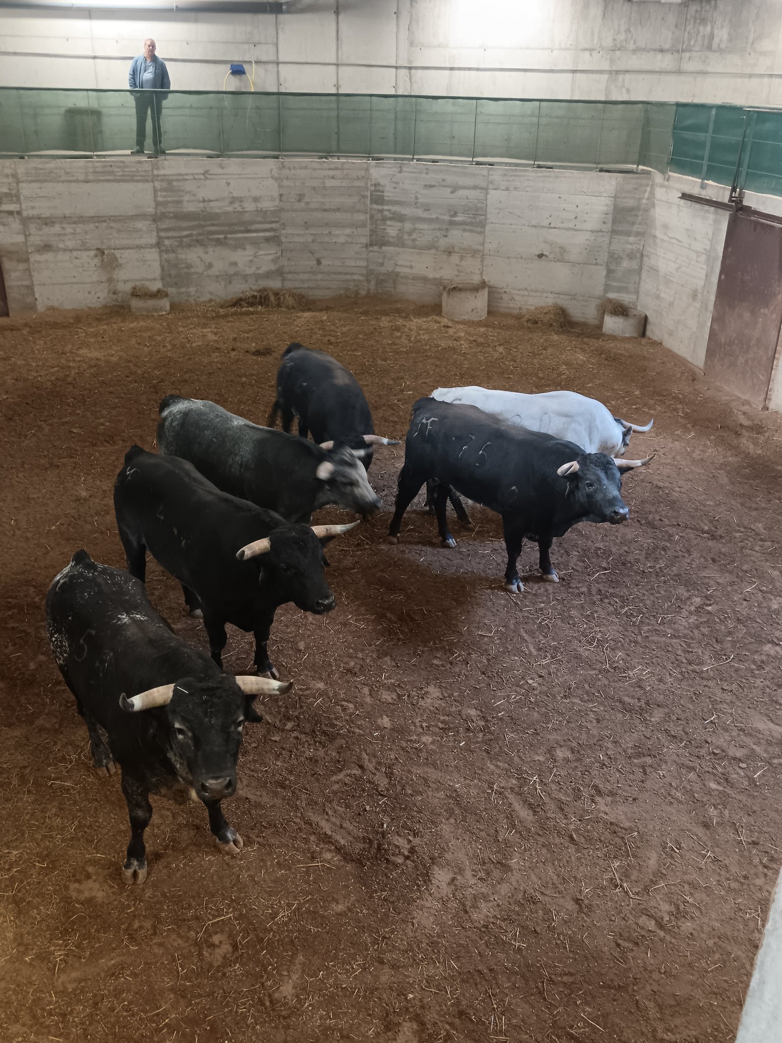 Los novillos de Los Maños, listos en Arnedo para la segunda del Zapato de Oro