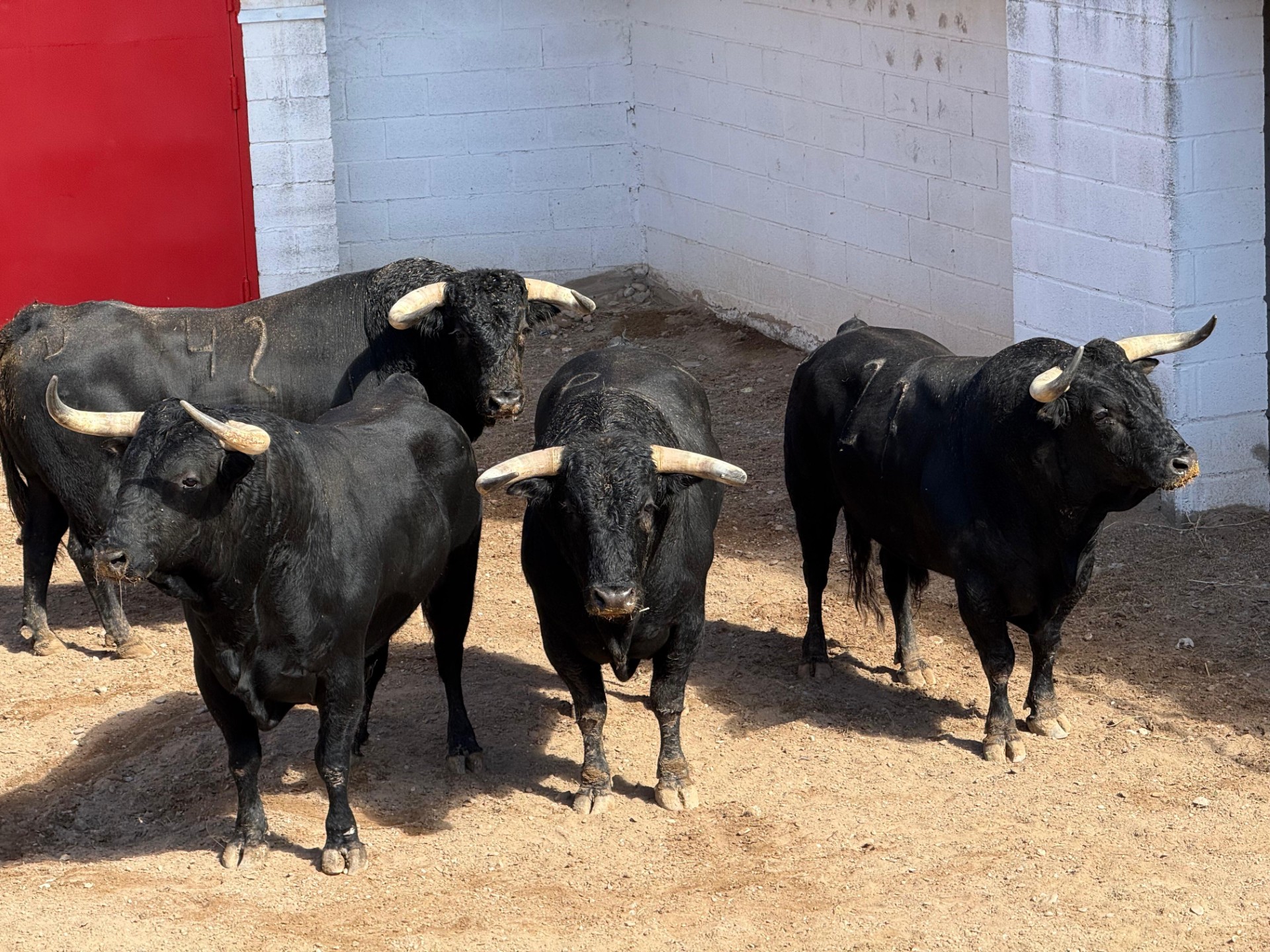 Tres de El Torero y tres de Antonio Bañuelos para esta tarde en Corella