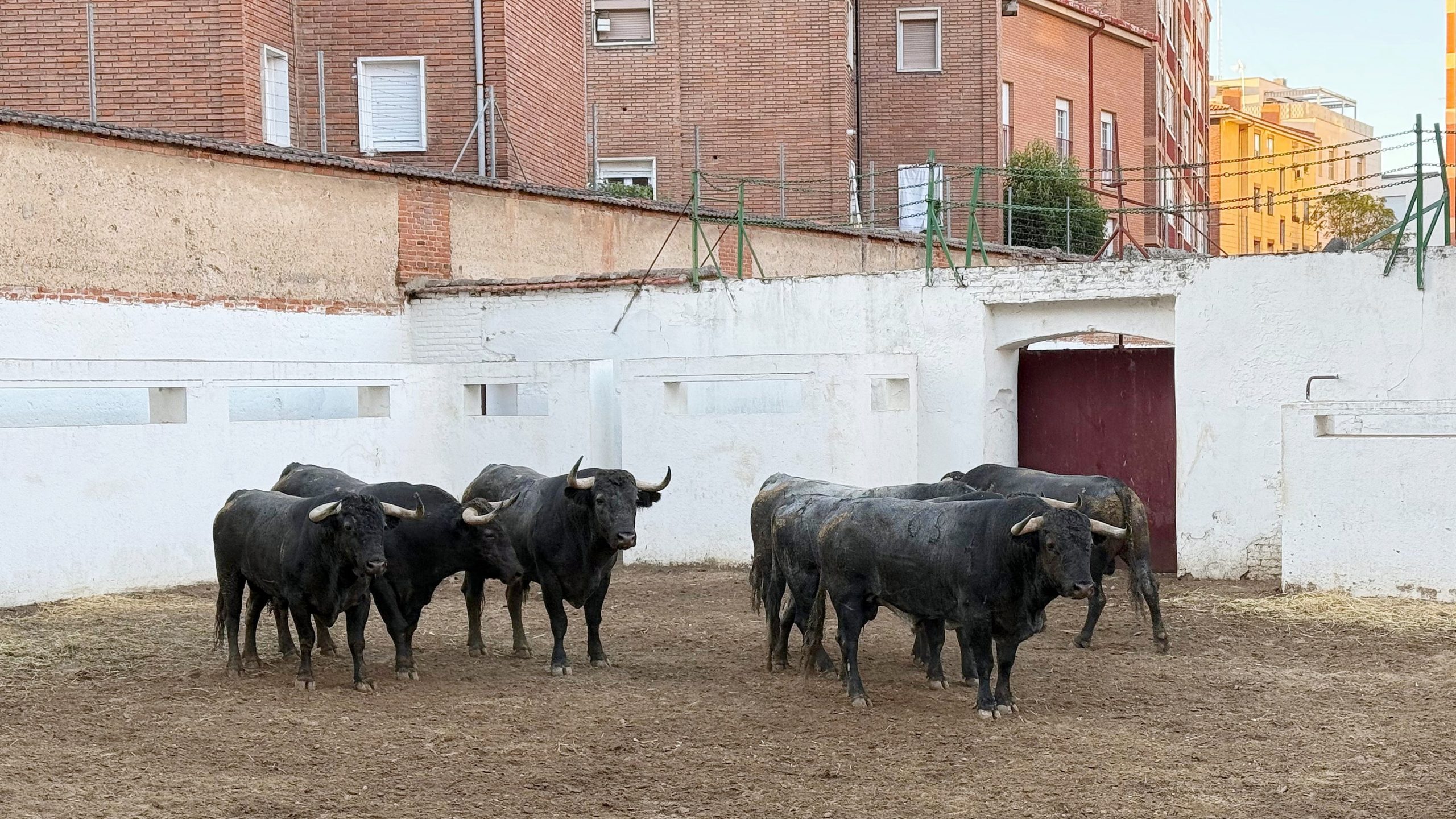 Seis de Victorino Martín para esta tarde en Valladolid