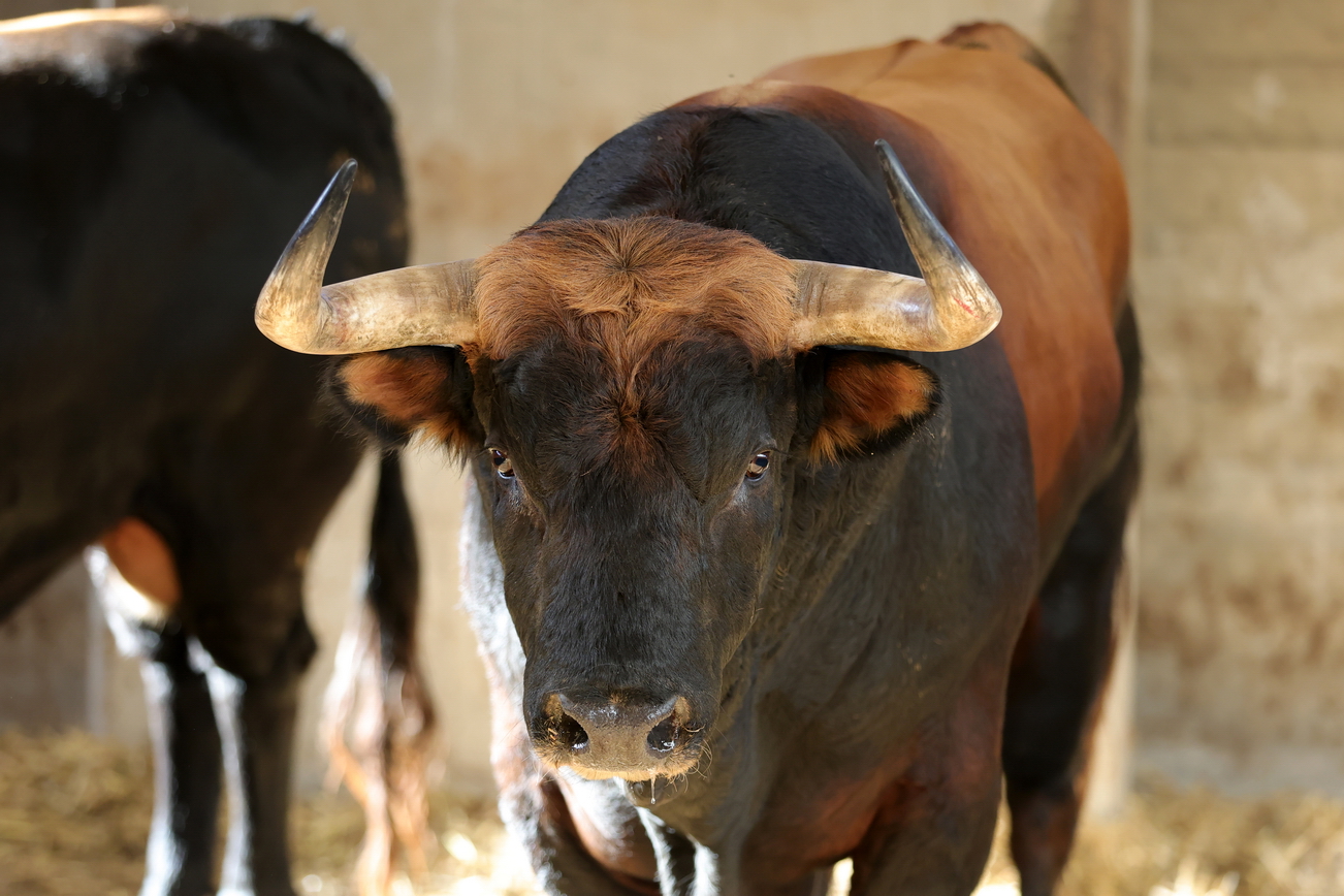 De 'Estornino' a 'Romántico' los seis de La Palmosilla para esta tarde en Zaragoza