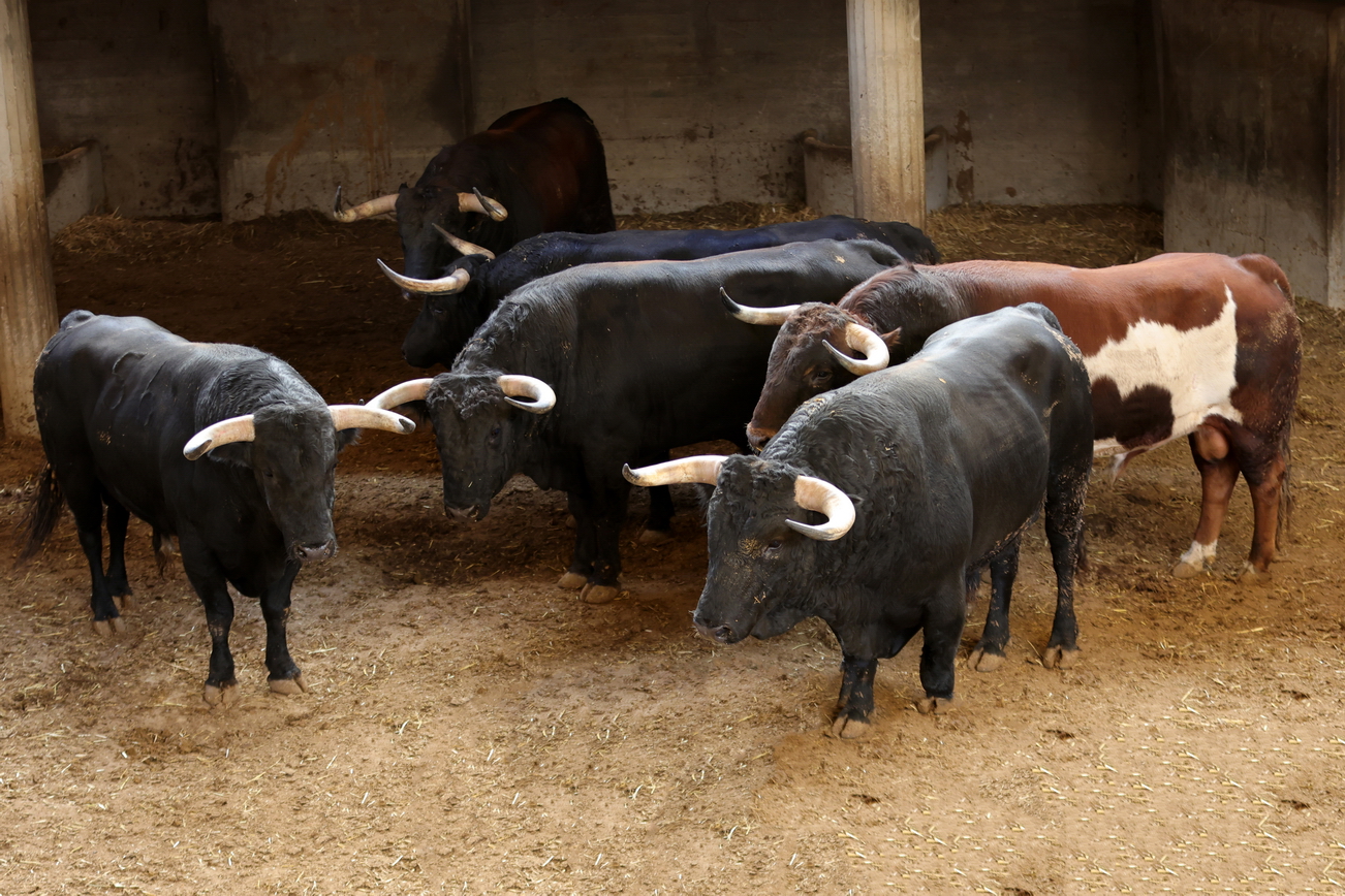 Sorteados y enchiquerados los toros de Juan Pedro Domecq para el cartel de esta tarde en Zaragoza