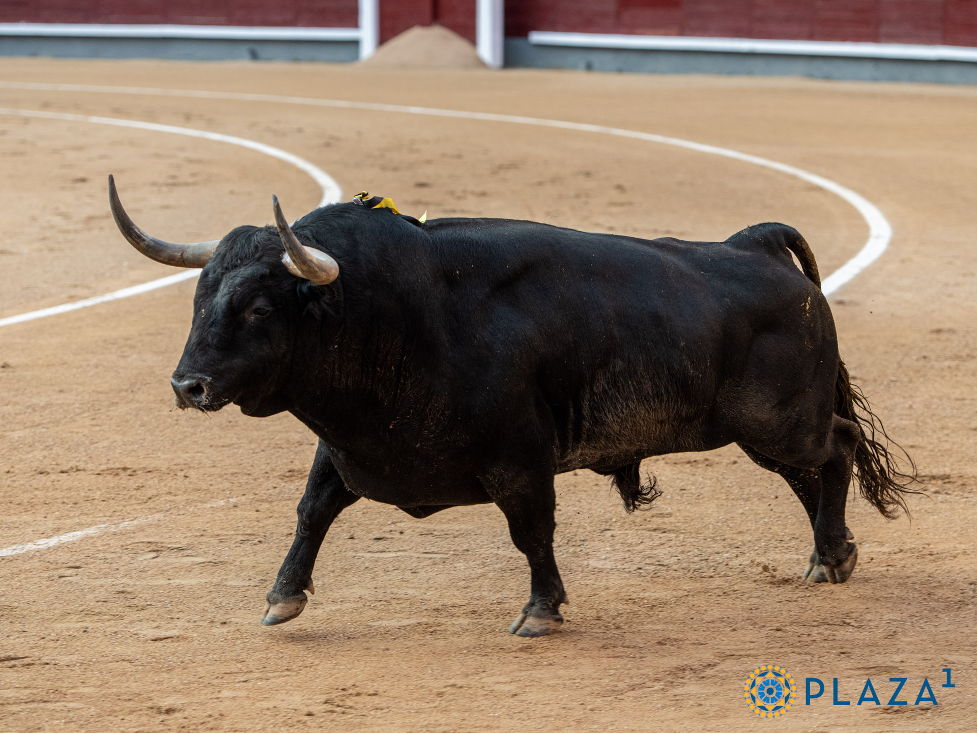 Importante presencia de las ganaderías madrileñas en plazas de primera categoría en 2025