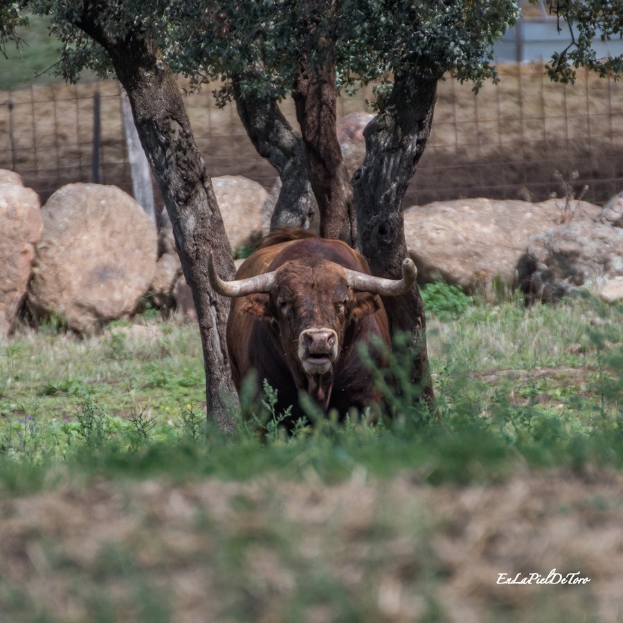 El Gobierno de Aragón levanta la suspensión de los festejos taurinos populares con nuevas medidas sanitarias