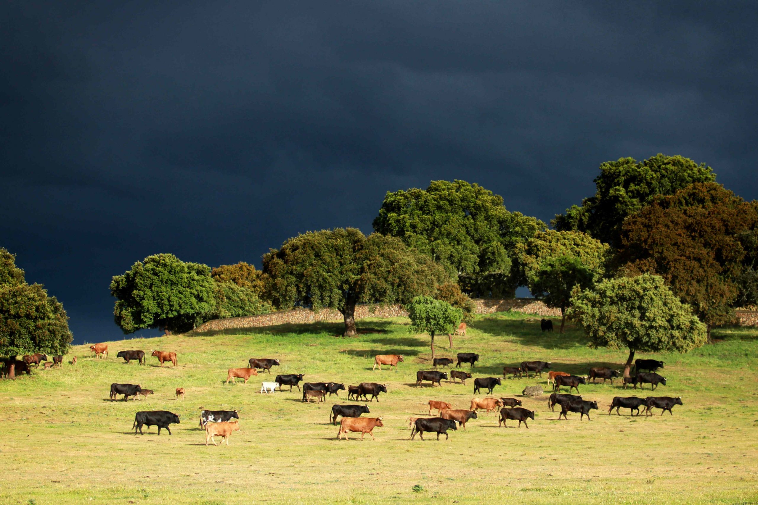 Cuenta atrás para el XVII Simposio Internacional del Toro de Lidia, que arranca este viernes en Zafra