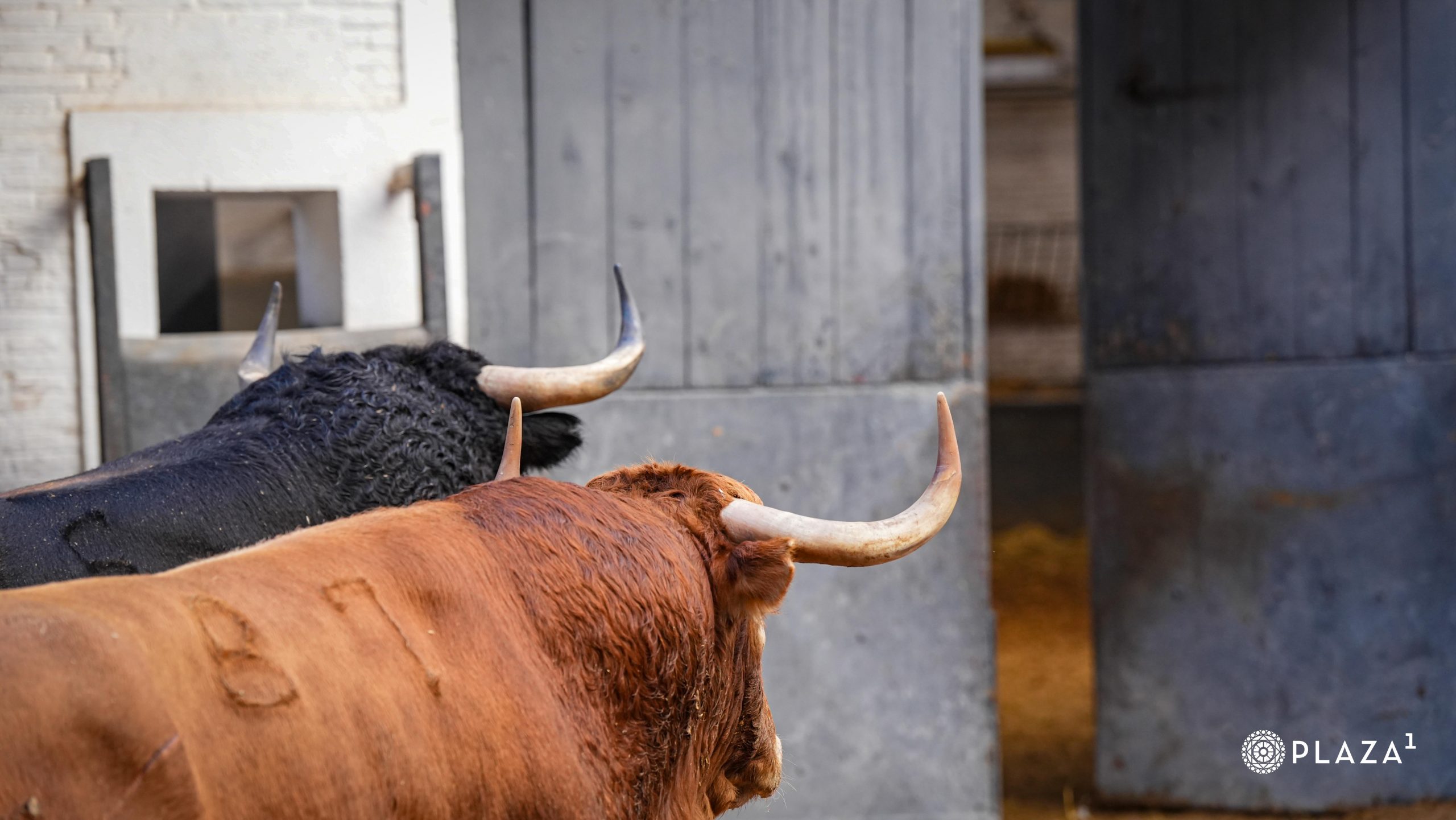 Toros de Garcigrande para Morante, la despedida de Robleño y la confirmación de Sergio Rodríguez