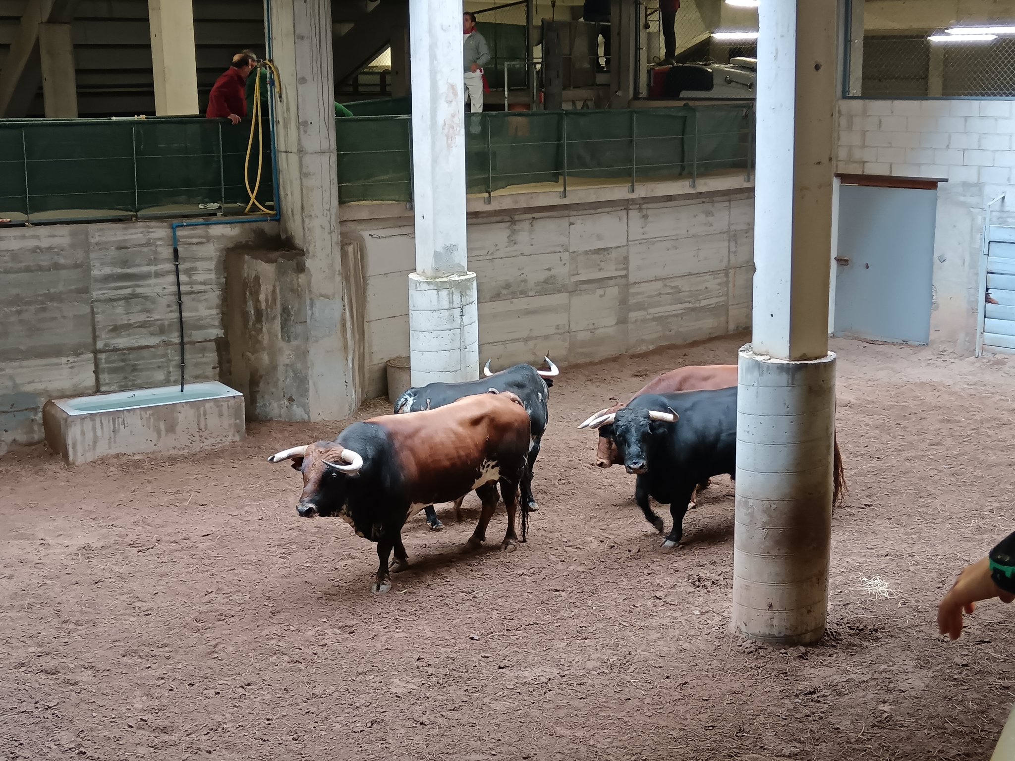 Los novillos de El Montecillo, listos para la tercera del Zapato de Oro en Arnedo