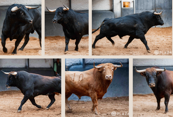 Seis novillos de Antonio López Gibaja abren la Feria de Otoño en Las Ventas