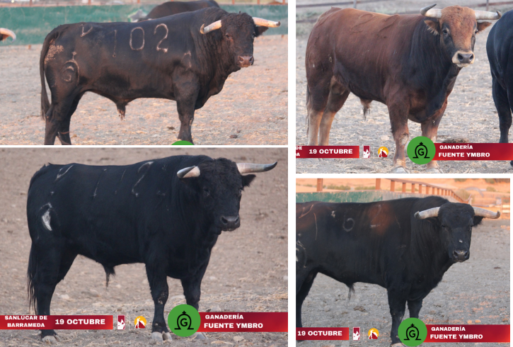 Así son los de Fuente Ymbro para la final de la Liga Nacional de Novilladas que se decidirá este domingo en Sanlúcar de Barrameda