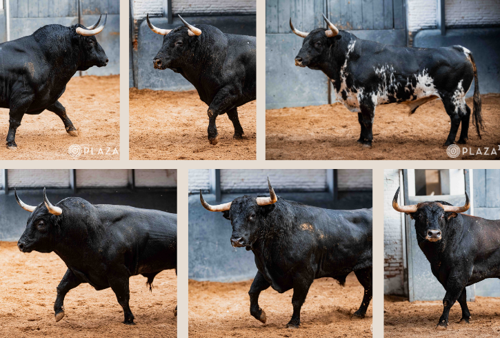 Toros de Victoriano del Río y Toros de Cortés para la segunda cita de la Feria de Otoño